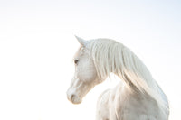 Snow White by Francesco Formisano