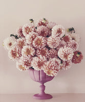 Pink Dahlias by Ashley Woodson Bailey
