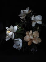 The Light by Ashley Woodson Bailey